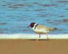 hoodedplover