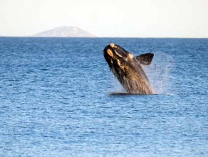 southern-right-whale-geoff-glare-august-2010-4